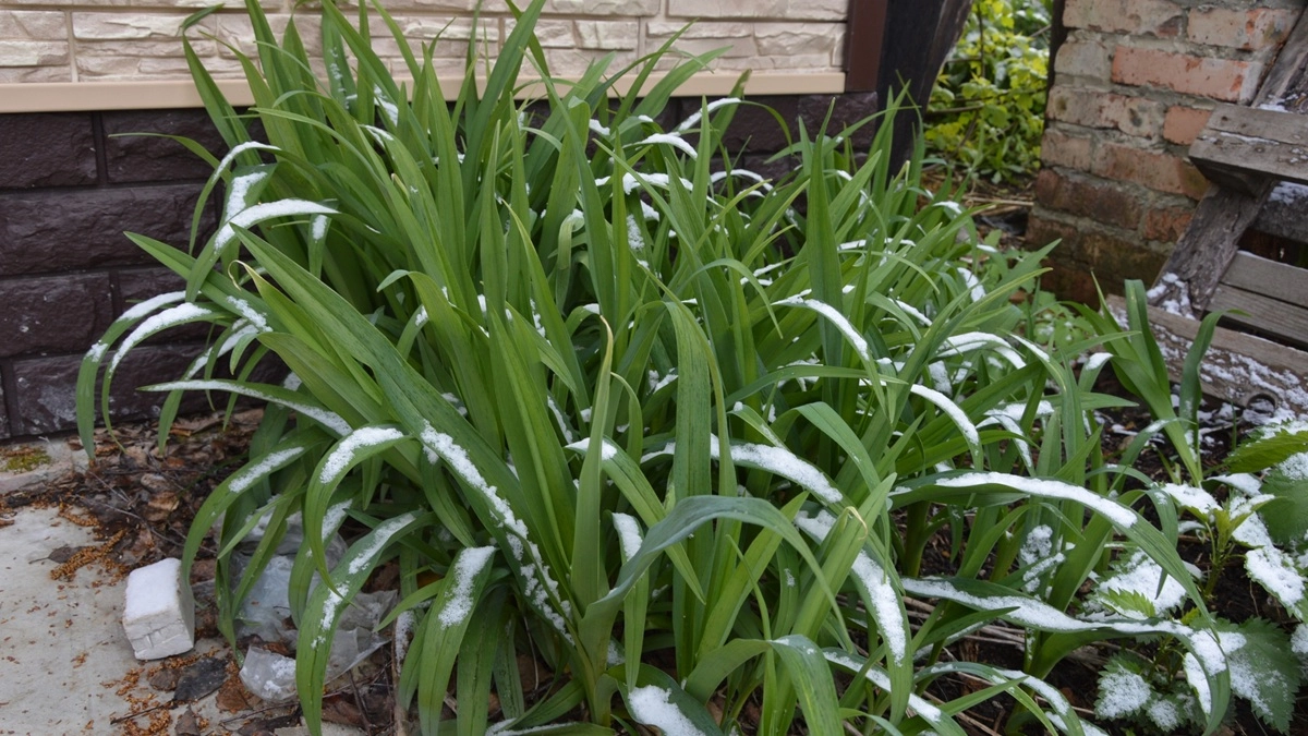 Снег в Воронеже выпадет раньше прогноза синоптиков