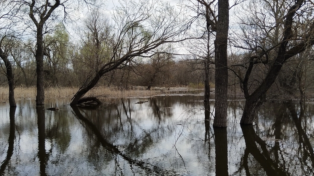 Посещение экологических троп закрыли в заповеднике в Воронежской области