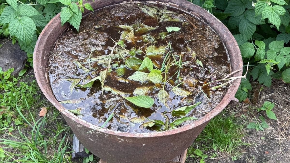 Трава для удобрения: 3 правила, без которых метод убивает растения — как не сжечь корни