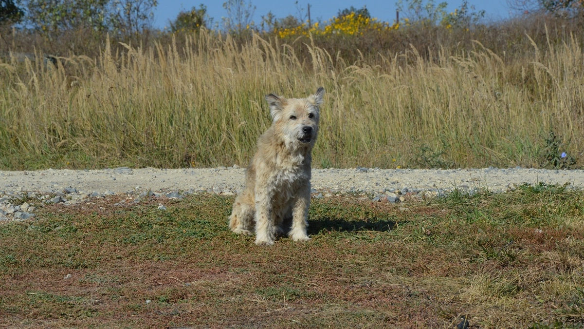 Под Воронежем установлен карантин из-за очередного случая бешенства
