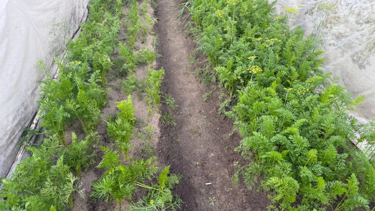 Раскидайте в апреле-мае это по грядкам — получите урожай в 2 раза быстрее и больше: все соседи спрашивают как