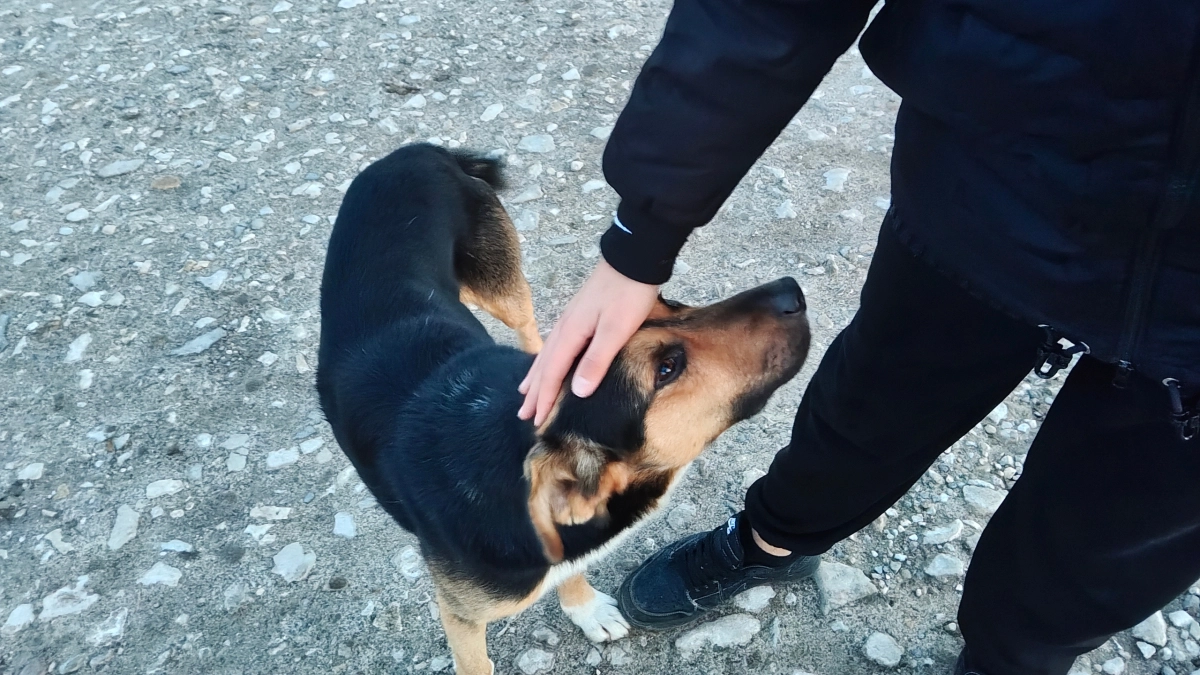 В Воронеже на проспекте Труда стая из восьми собак напала на девушку