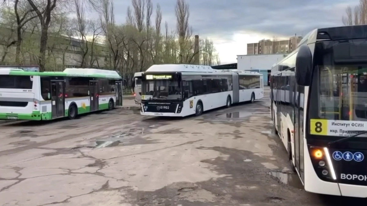 Воронежцы начали ездить на новых автобусах-гармошках