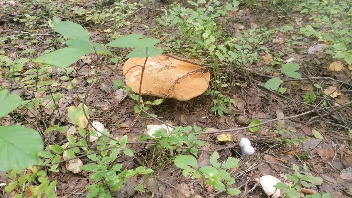 Воронежцев предупредили о штрафах за сбор грибов в лесах