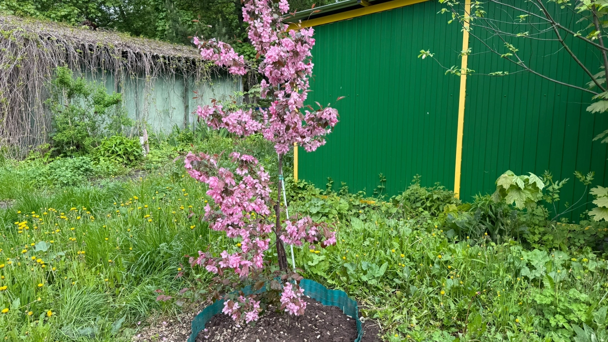 Почему не приживаются яблони: 7 ошибок, которые губят саженцы — их делает почти каждый