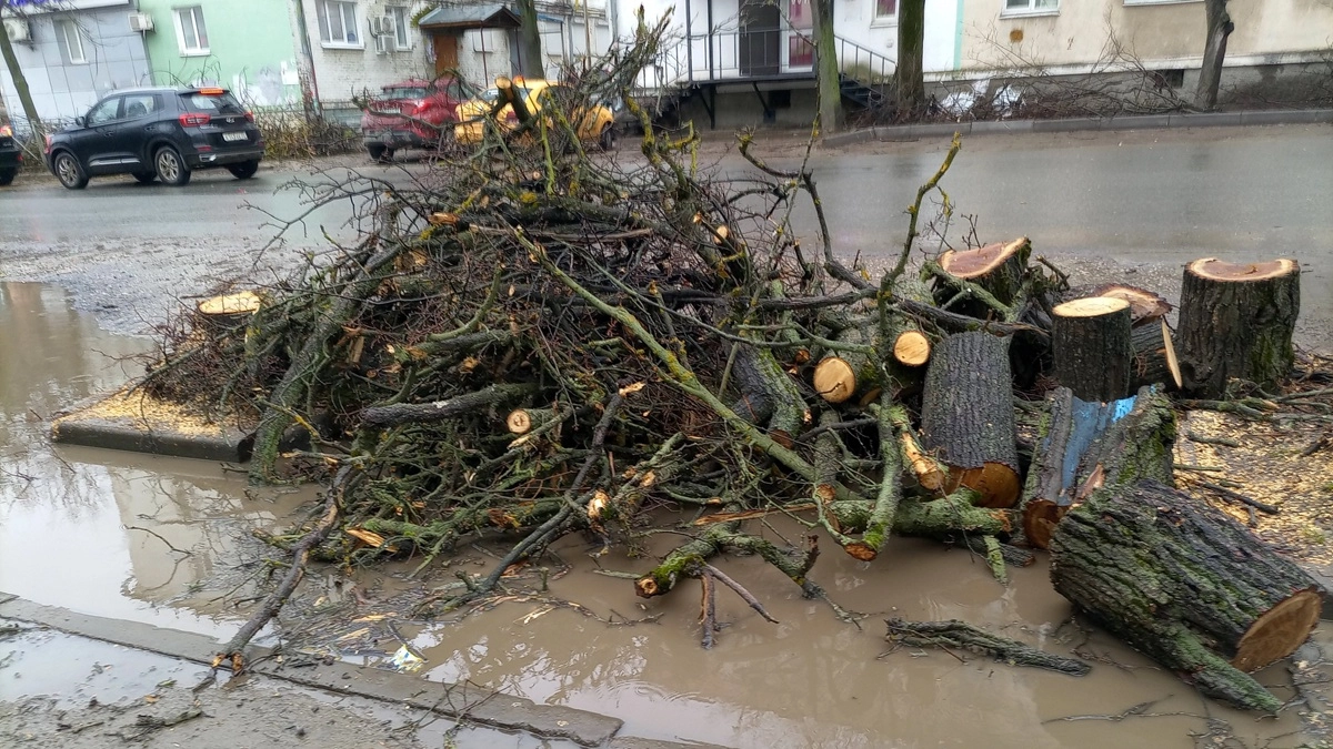 В Воронеже шквалистый ветер снес 16 деревьев