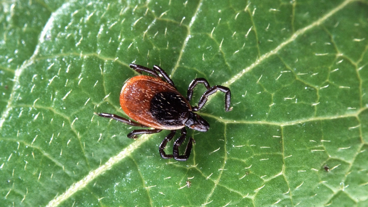 За неделю 140 воронежцев пострадали от укусов клещей