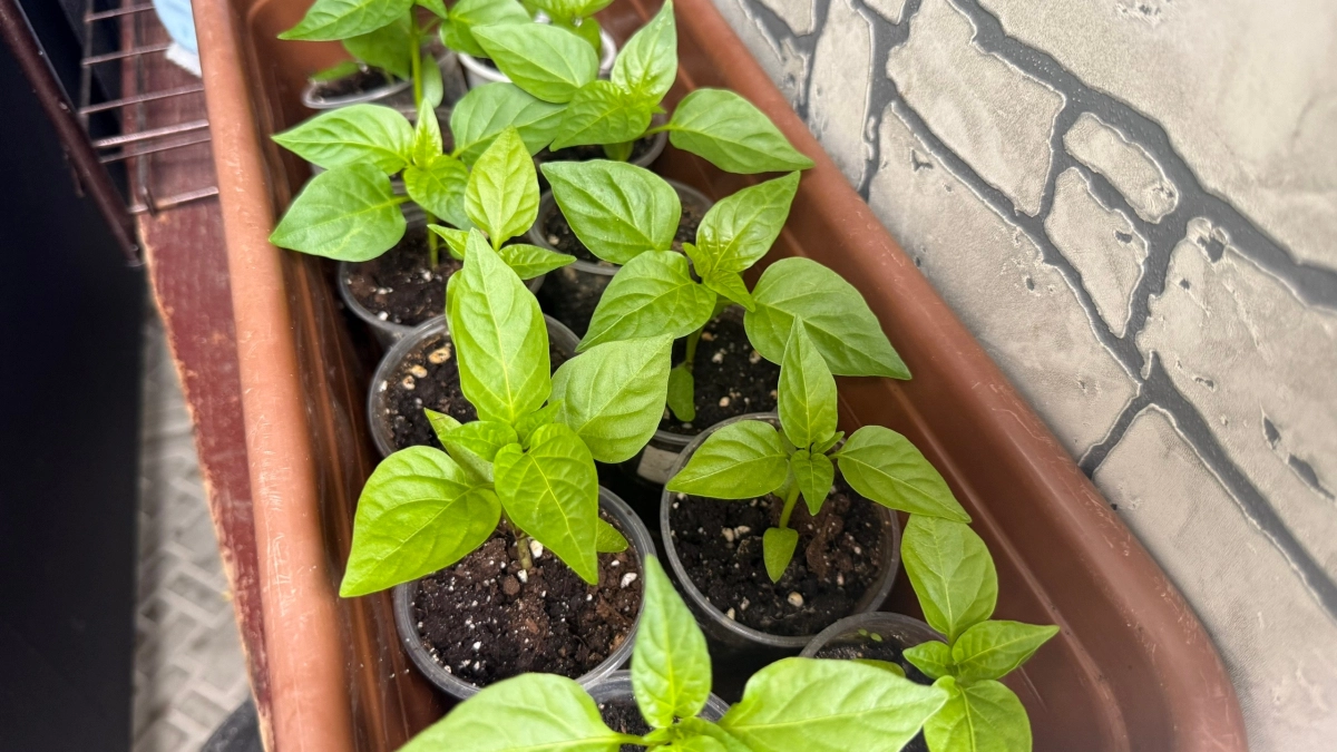 Чем подкормить рассаду на окне, чтобы она набрала жирка перед высадкой: делюсь 3 рецептами для мощных корней