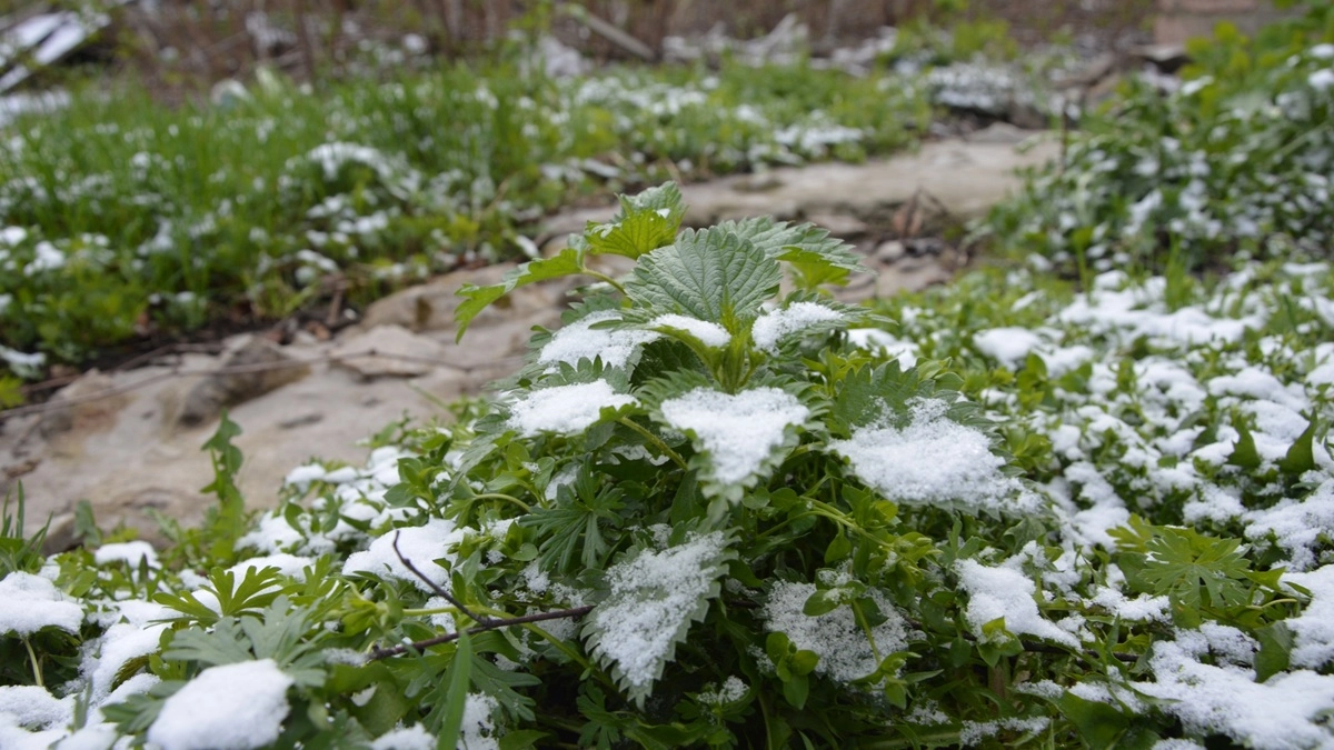 Минусовые температуры вернутся в Воронежскую область в мае