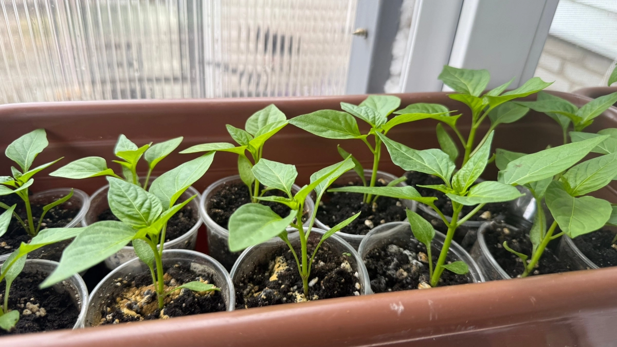 Почему перец желтеет на окне: как спасти рассаду за 5 дней без подкормок