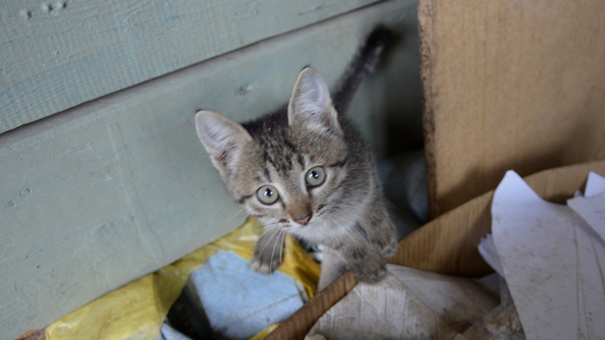 В трех воронежских селах отменили ограничения по бешенству животных