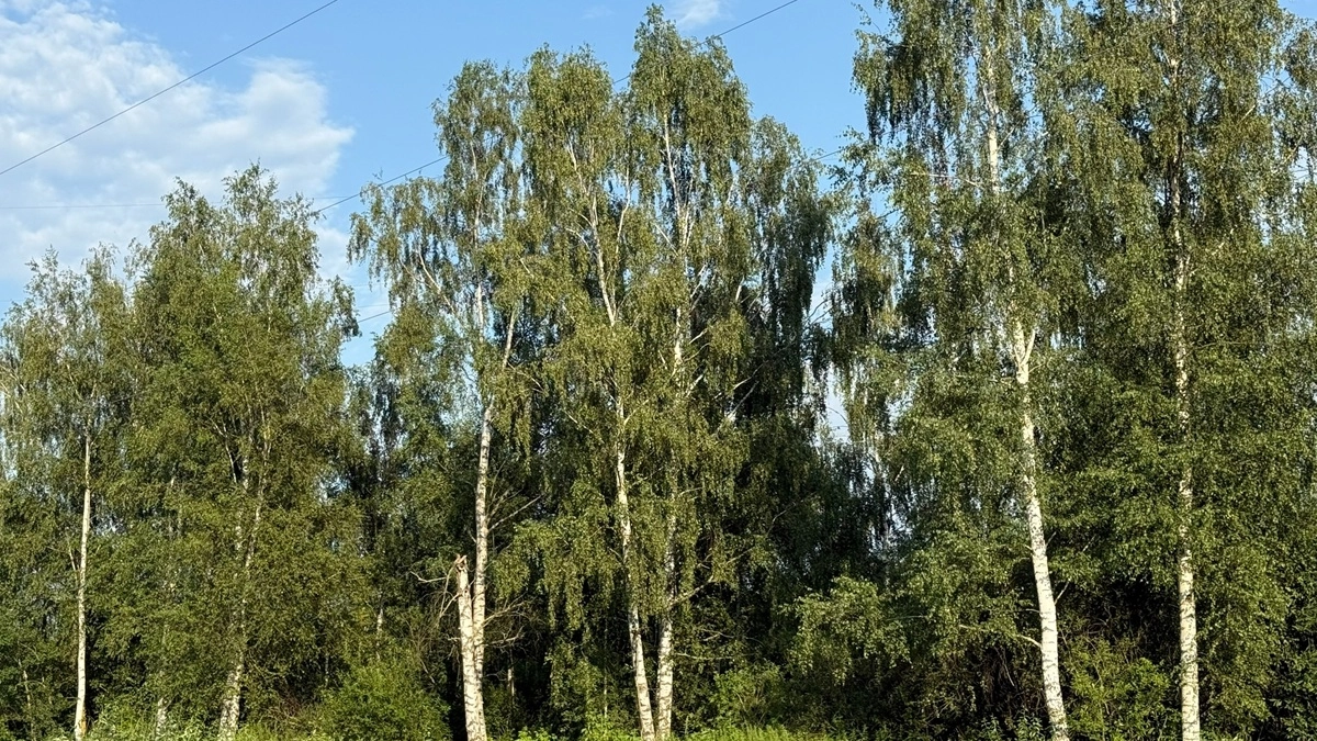 Вся Воронежская область находится в «красной зоне» по пыльце березы
