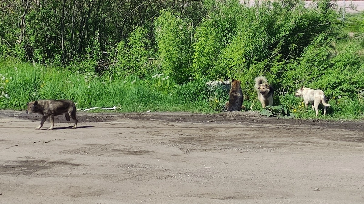 В воронежском ЖК собаки бросаются на хозяев с питомцами