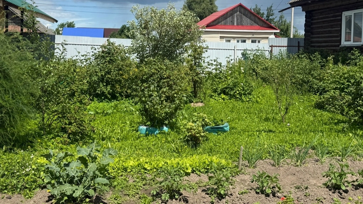Вставляю пластиковые вилки в грядку и радуюсь урожаю: ушлые огородники всегда так делают