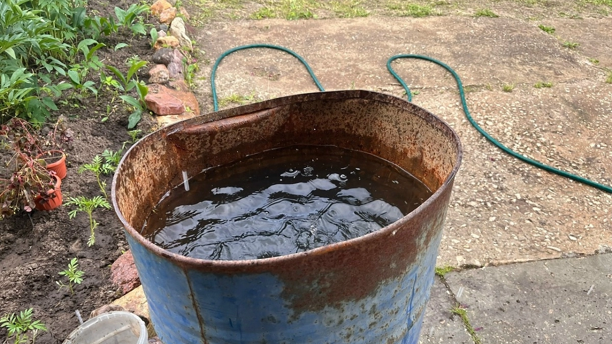 Можно ли поливать грядки цветущей водой из бочки: агрономы дали чёткий ответ — и он удивит многих