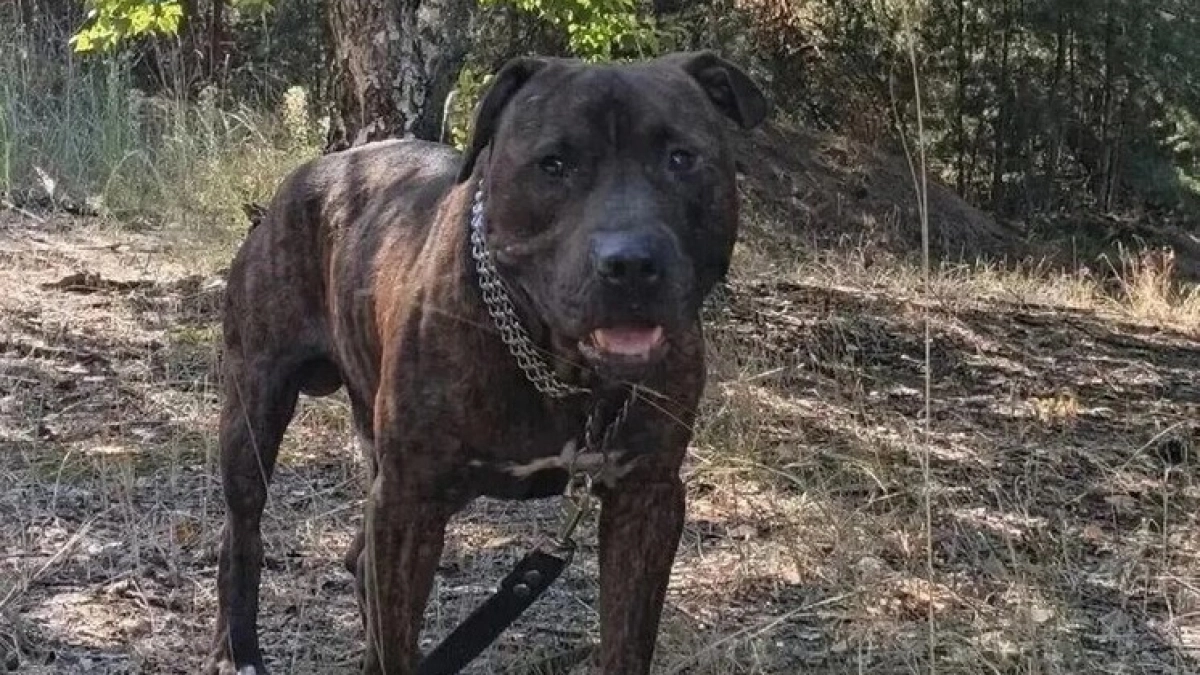 Привязанного к дереву стаффорда ищут хозяина в Воронеже