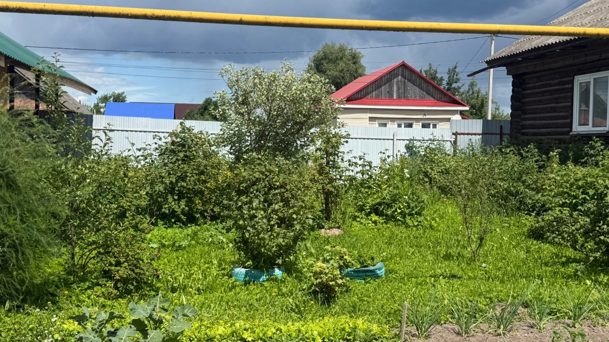 Сентябрь на даче: ключевые работы в саду и огороде перед наступлением холодов