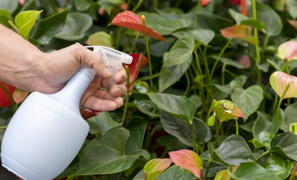 Не травите участок химией: 5 растений, которые создадут невидимый щит от клещей