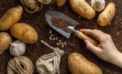 Я перестал покупать элитные семена. Вот что выросло из картошки за 45 рублей