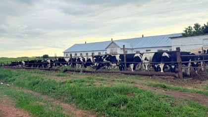 Крупный рогатый скот «идет под нож» воронежских аграриев