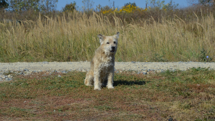 Под Воронежем установлен карантин из-за очередного случая бешенства