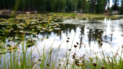 На реке Тихая Сосна в Острогожске утонул 14-летний подросток